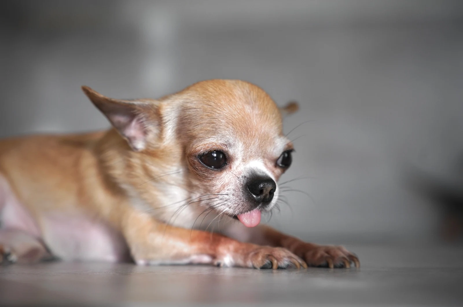 sick Chihuahua sitting on floor
