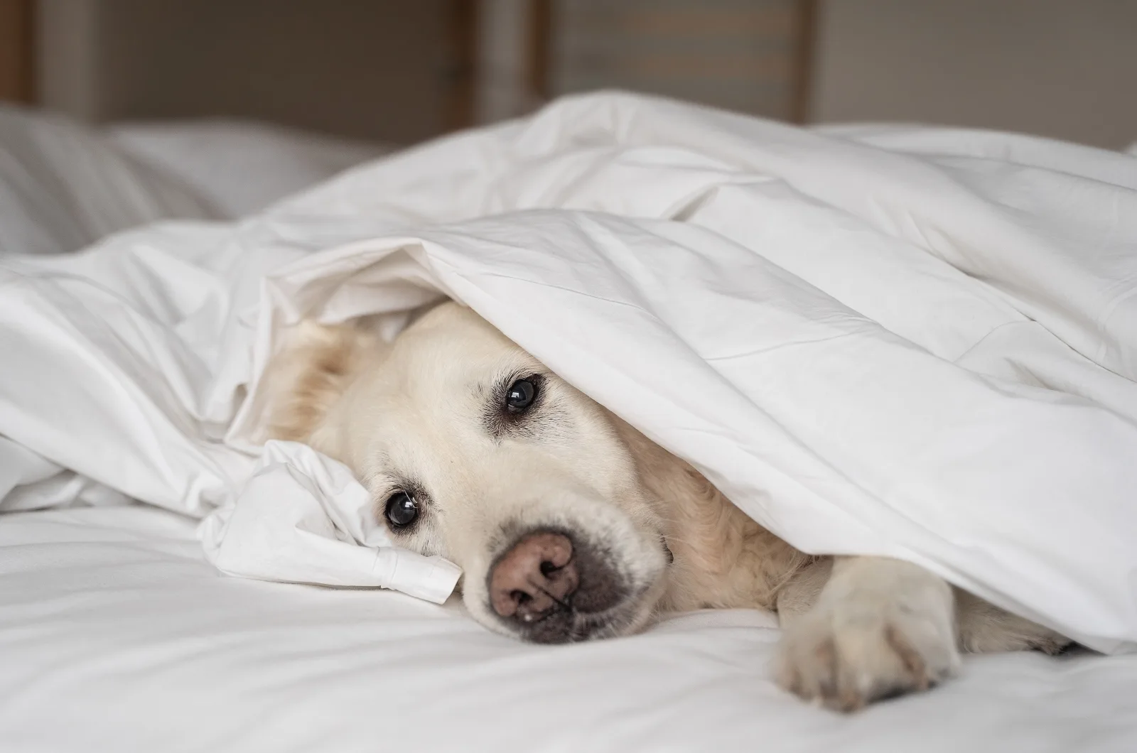 sick Labrador lying on bed under the covers