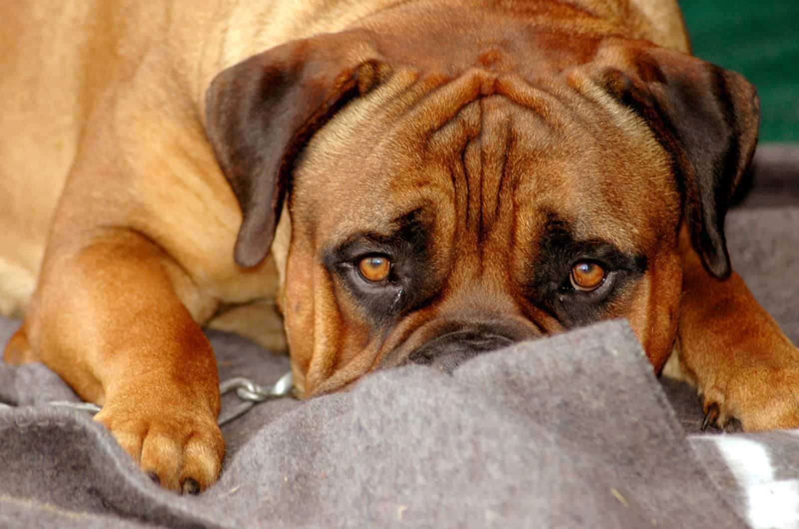 sick bullmastiff lying on the blanket