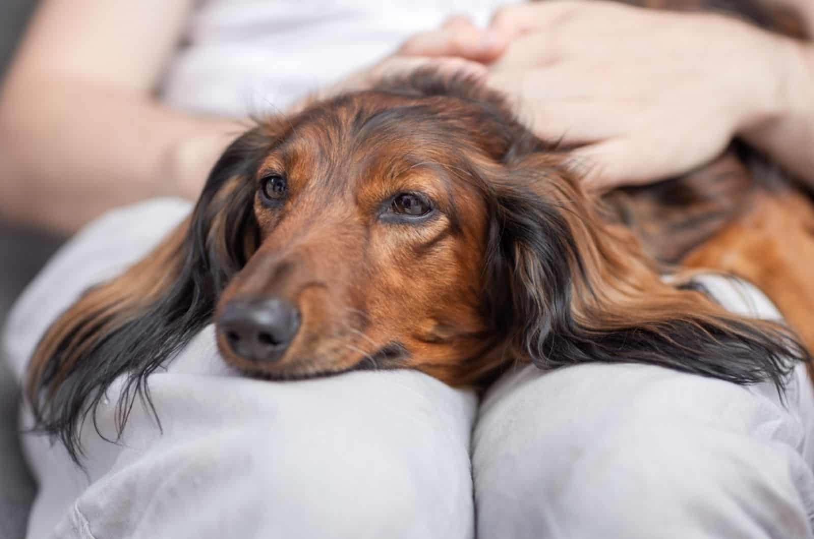sick dog  leaning head on owner's lap