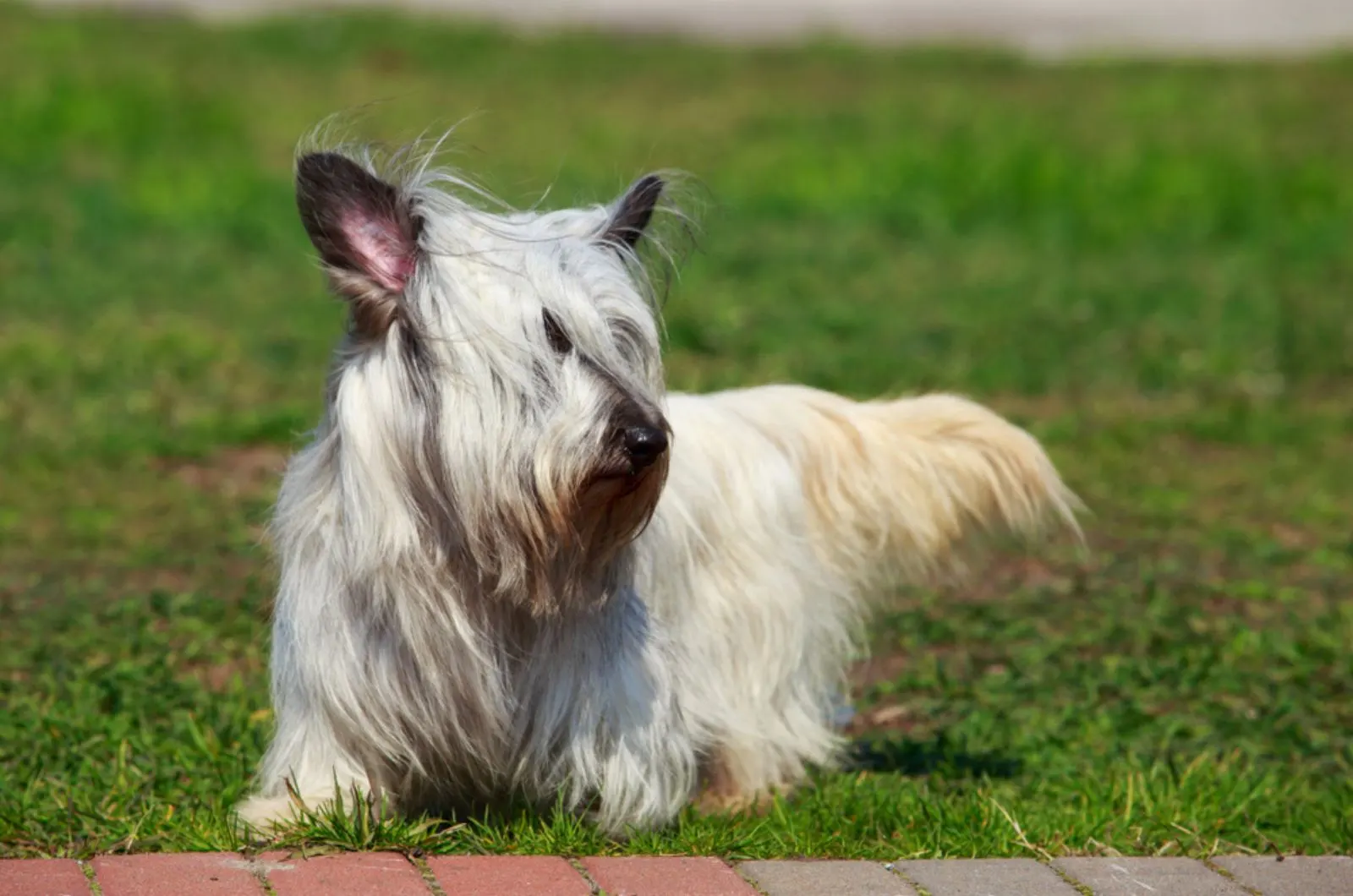 skye terrier lying on the lawn