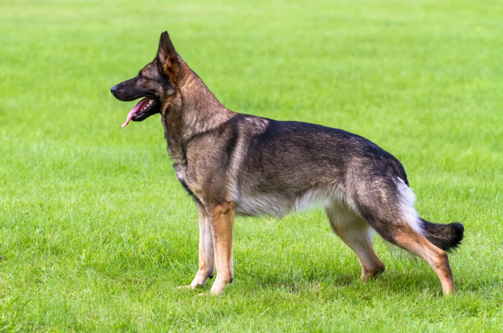 sloped back german shepherd standign on the lawn
