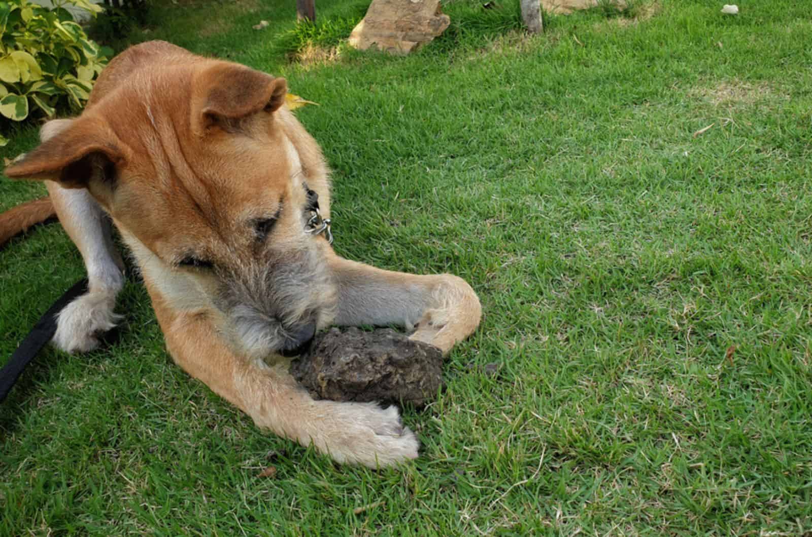 small dog eating rock in the garden