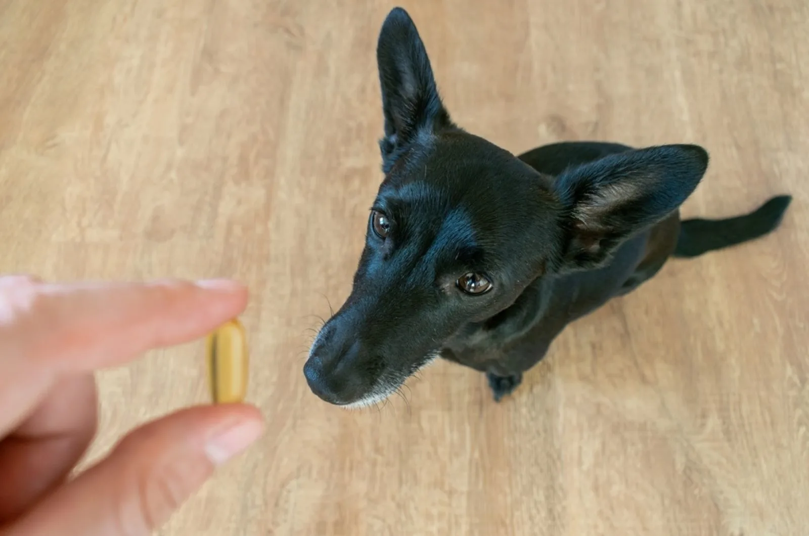 small dog looking at fish oil omega 3 pill in his owner's hand