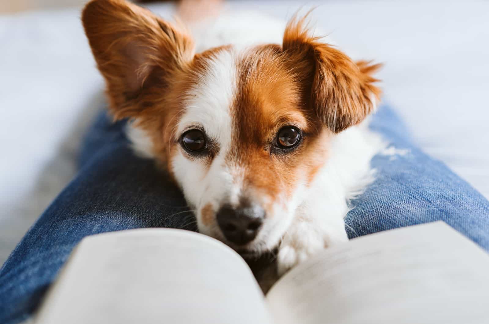 small dog sits in owners lap