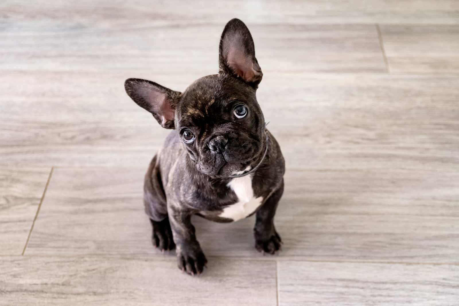 small frenchie looking at a camera