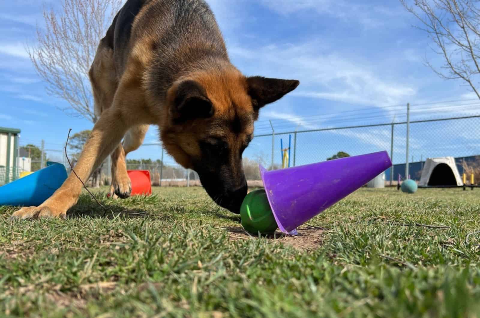 smart german shepherd dog  finds favorite toy ball hidden under purple cone 