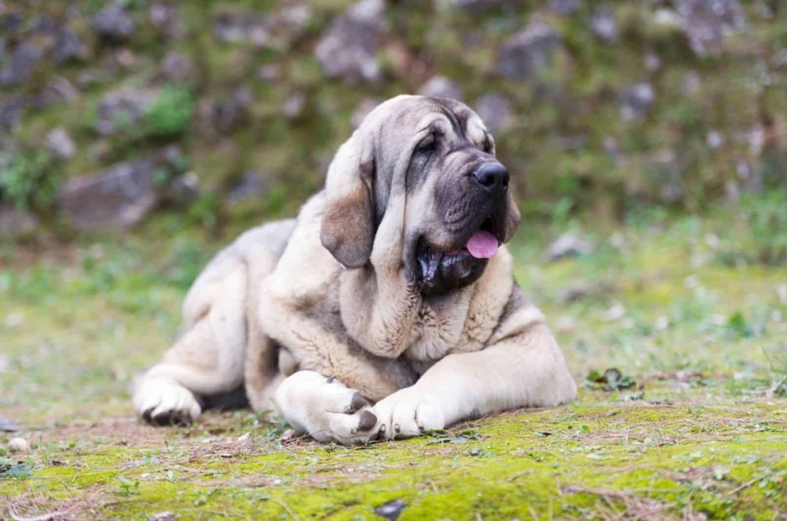 spanish mastiff lying on the grass