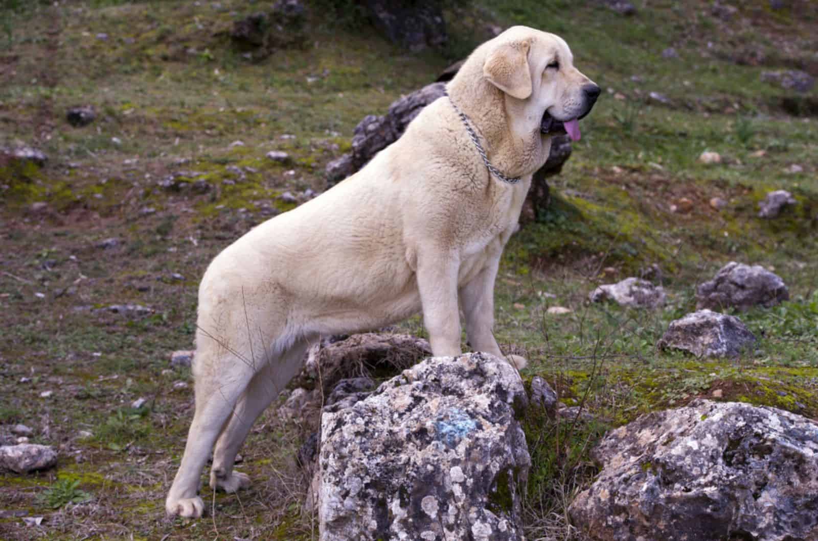 spanish mastiff standing on the rock