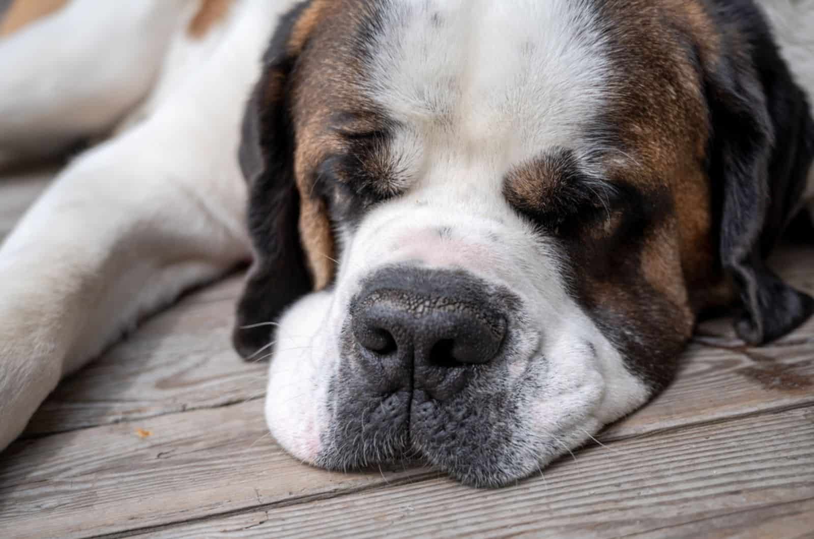 st. bernard dog sleeping on the wooden floor