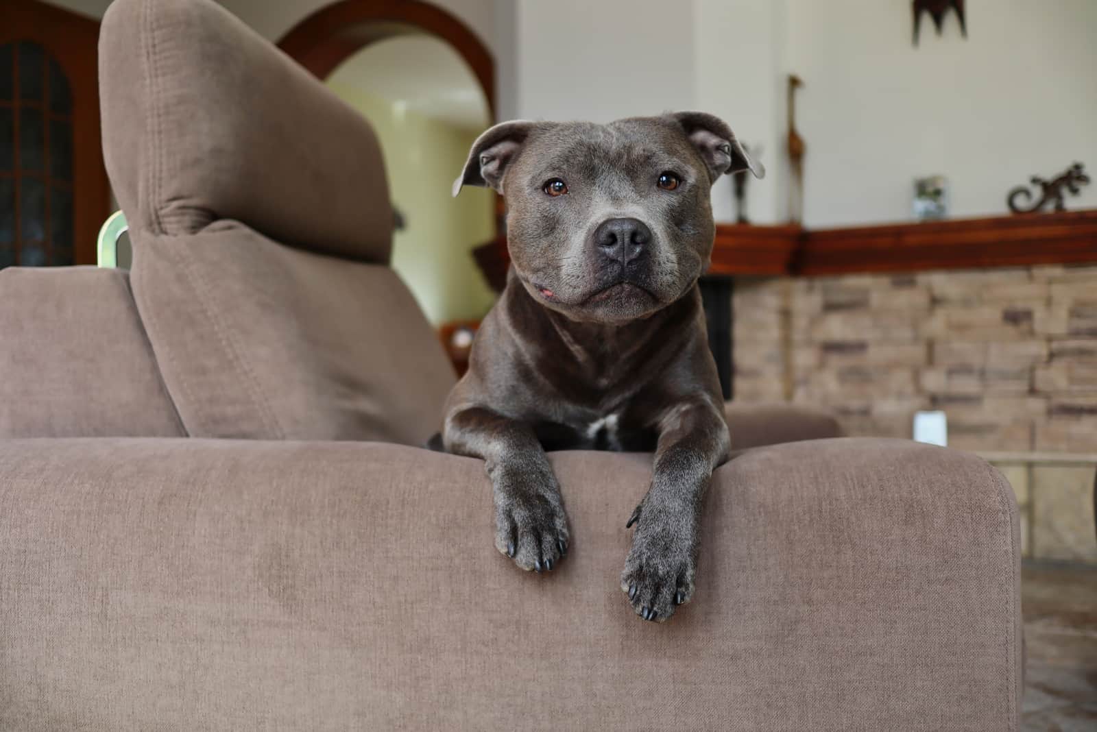 staffordshire bull terrier on a couch