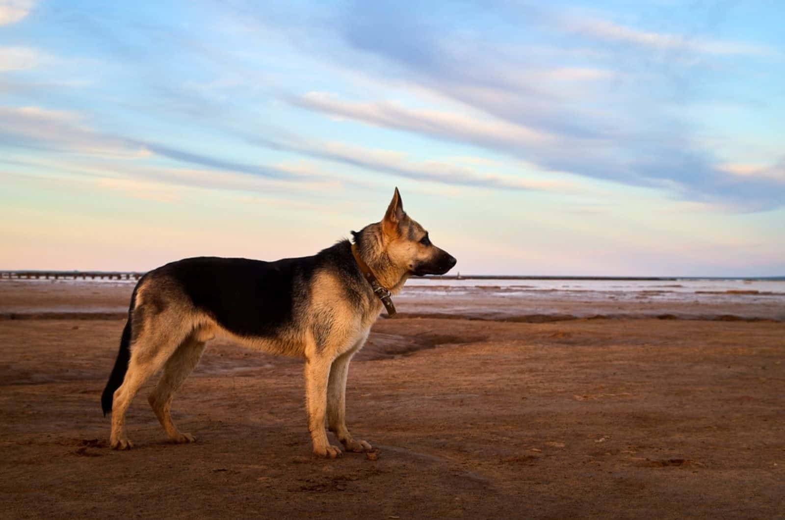 straight back german shepherd dog on the beach