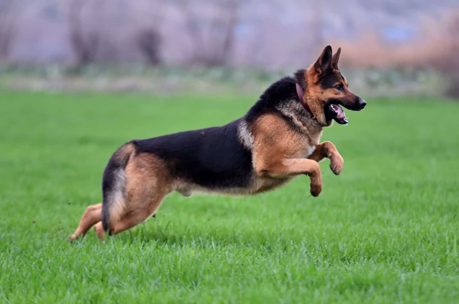 straight back german shepherd running in the park