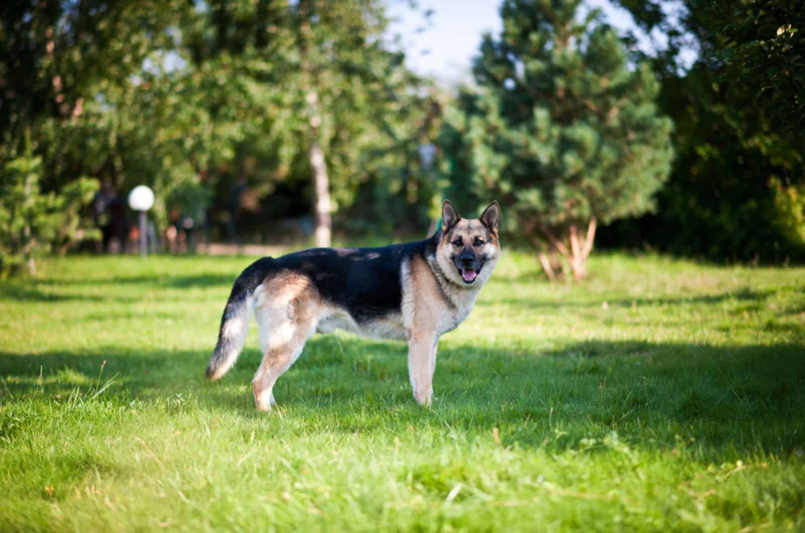 straight back german shepherd standing in the  park