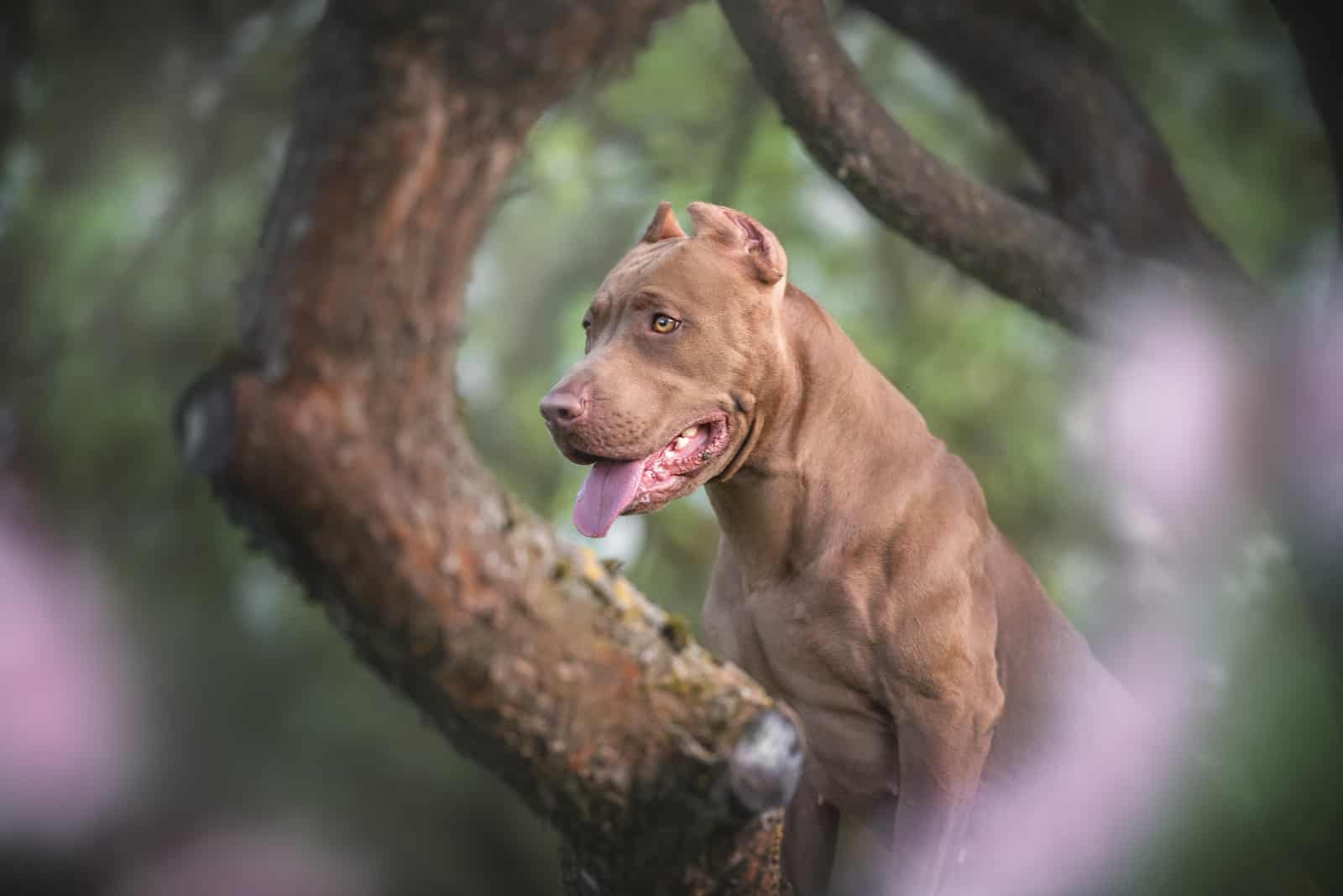 strong american pitbull in nature