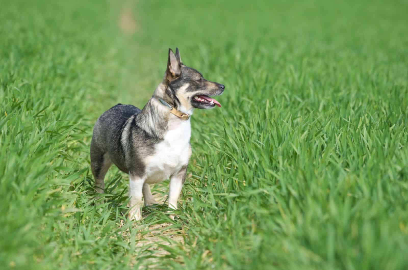 swedish vallhund in the field