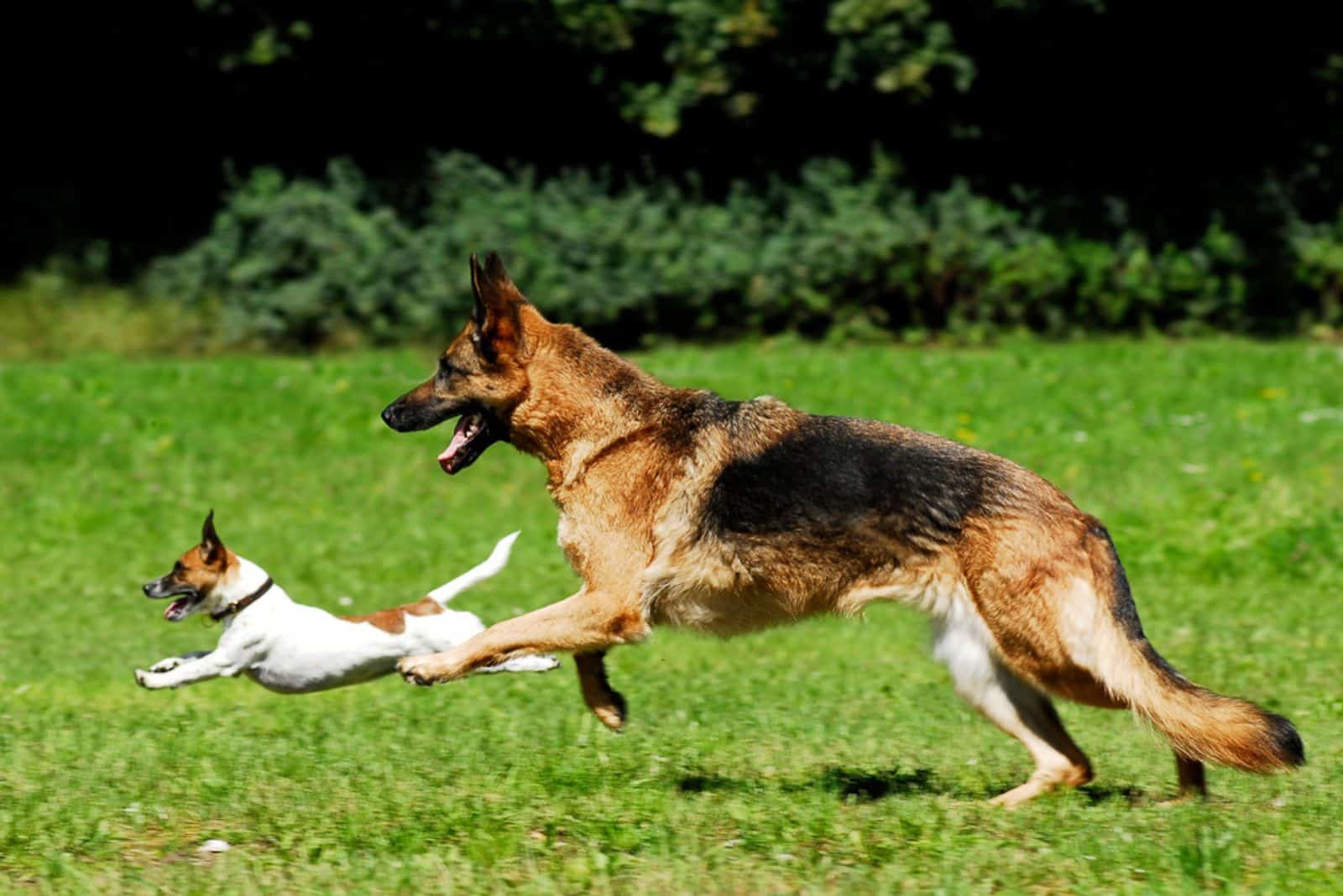 terrier and a german shepherd dog running together