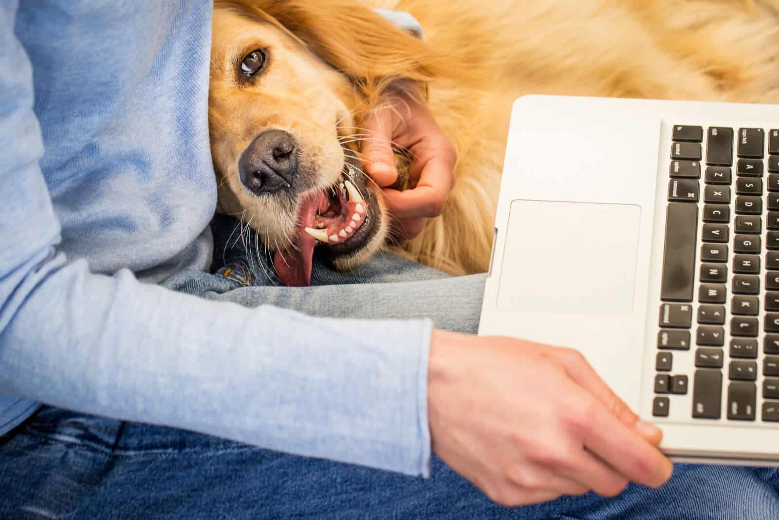 the dog caresses the woman while she works