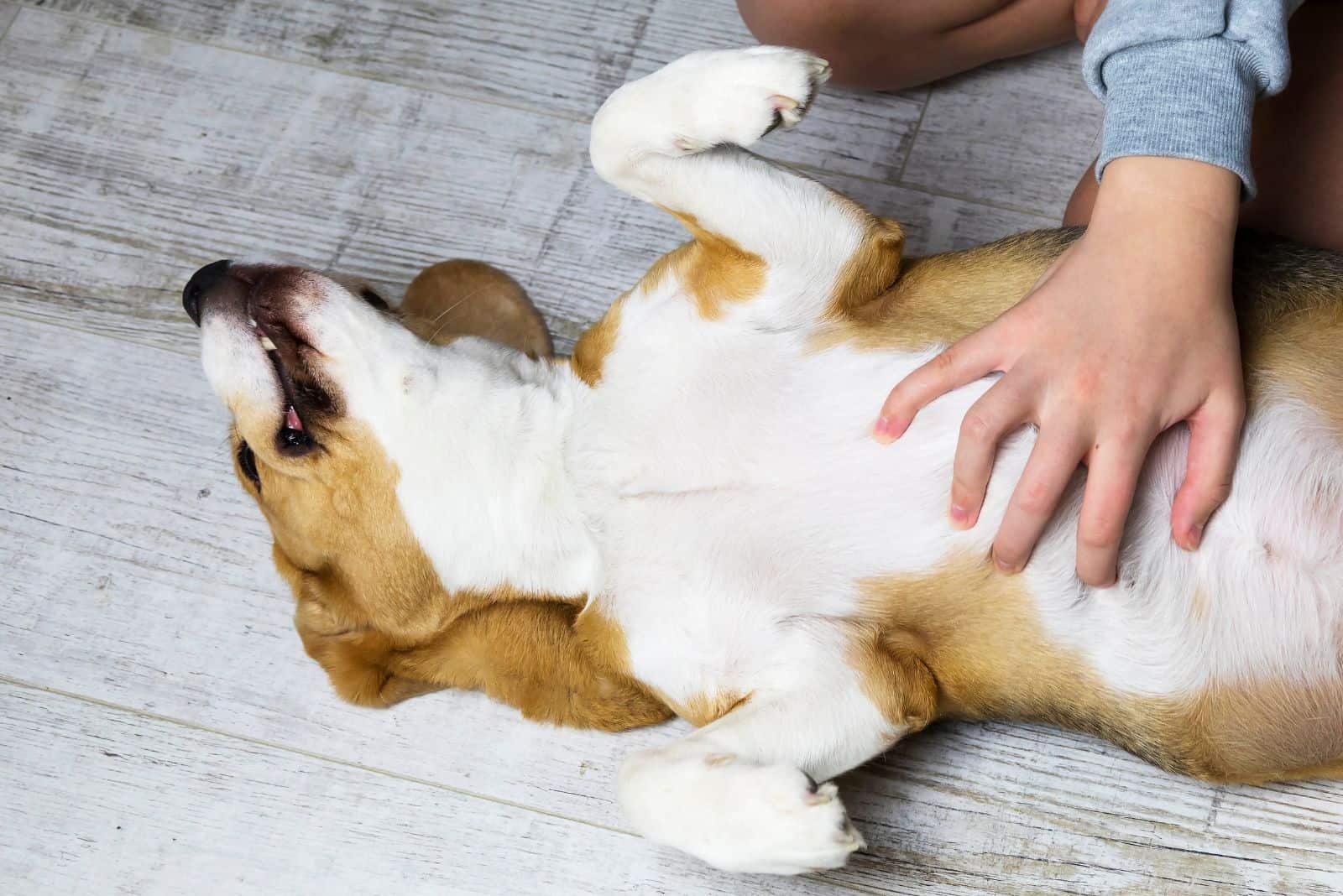 the dog lies on the laminate until he enjoys stroking his belly