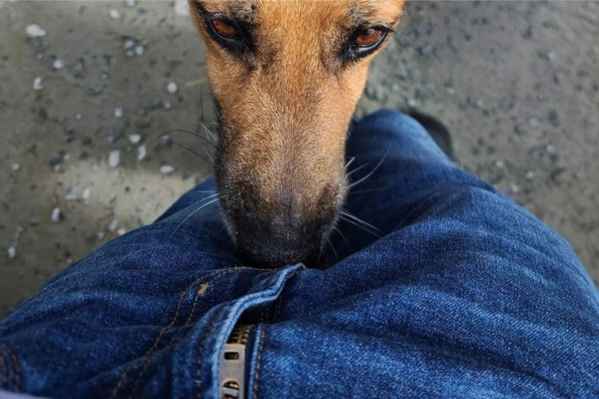 Help, Why Does My Dog Keep Sniffing My Private Area?