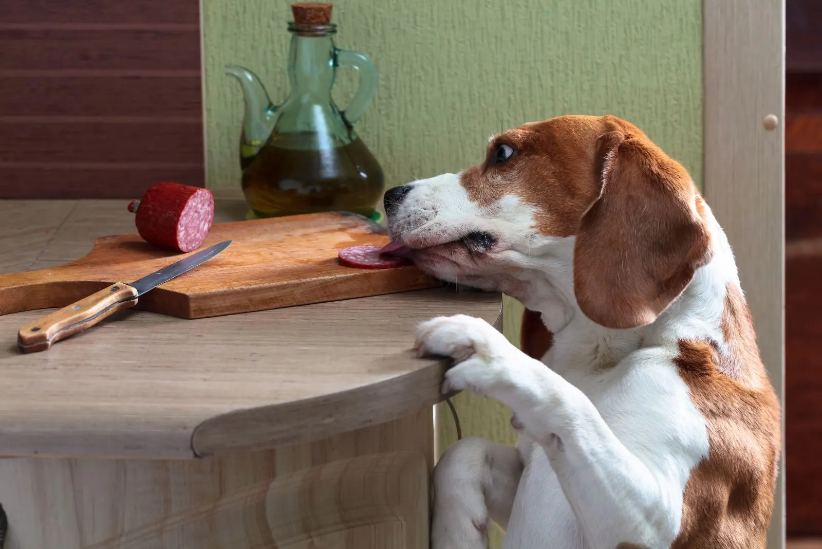 the dog steals food from the table