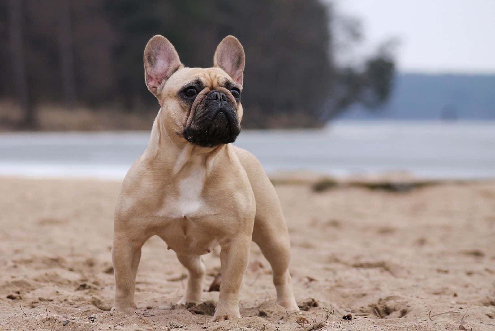 the french bulldog stands tall