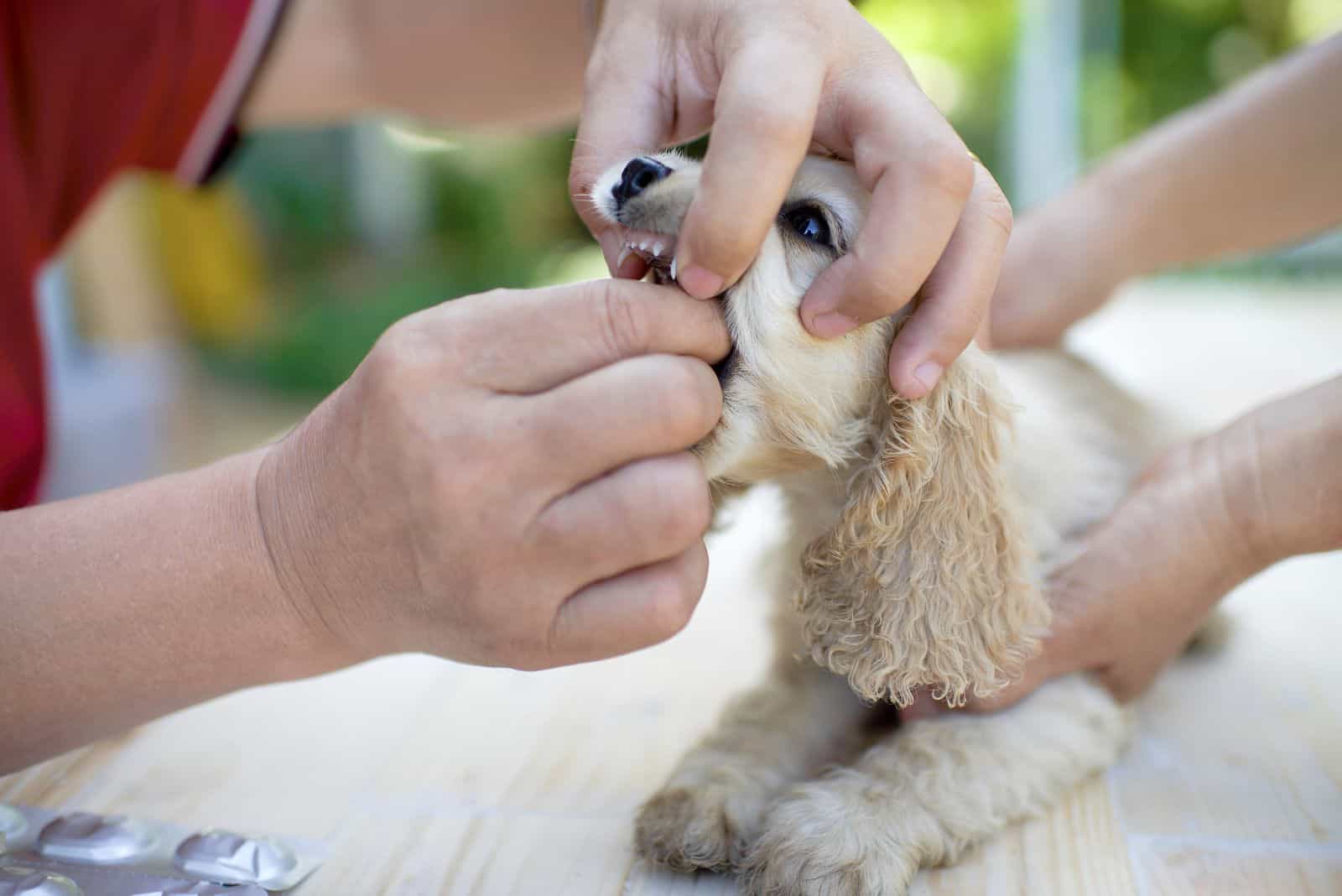 the man gives the puppy a probiotic