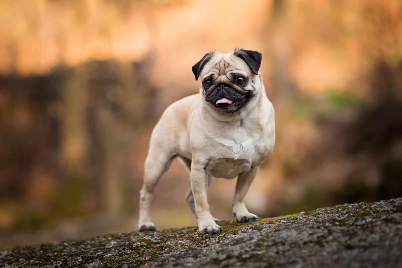 the pug is standing on a stone