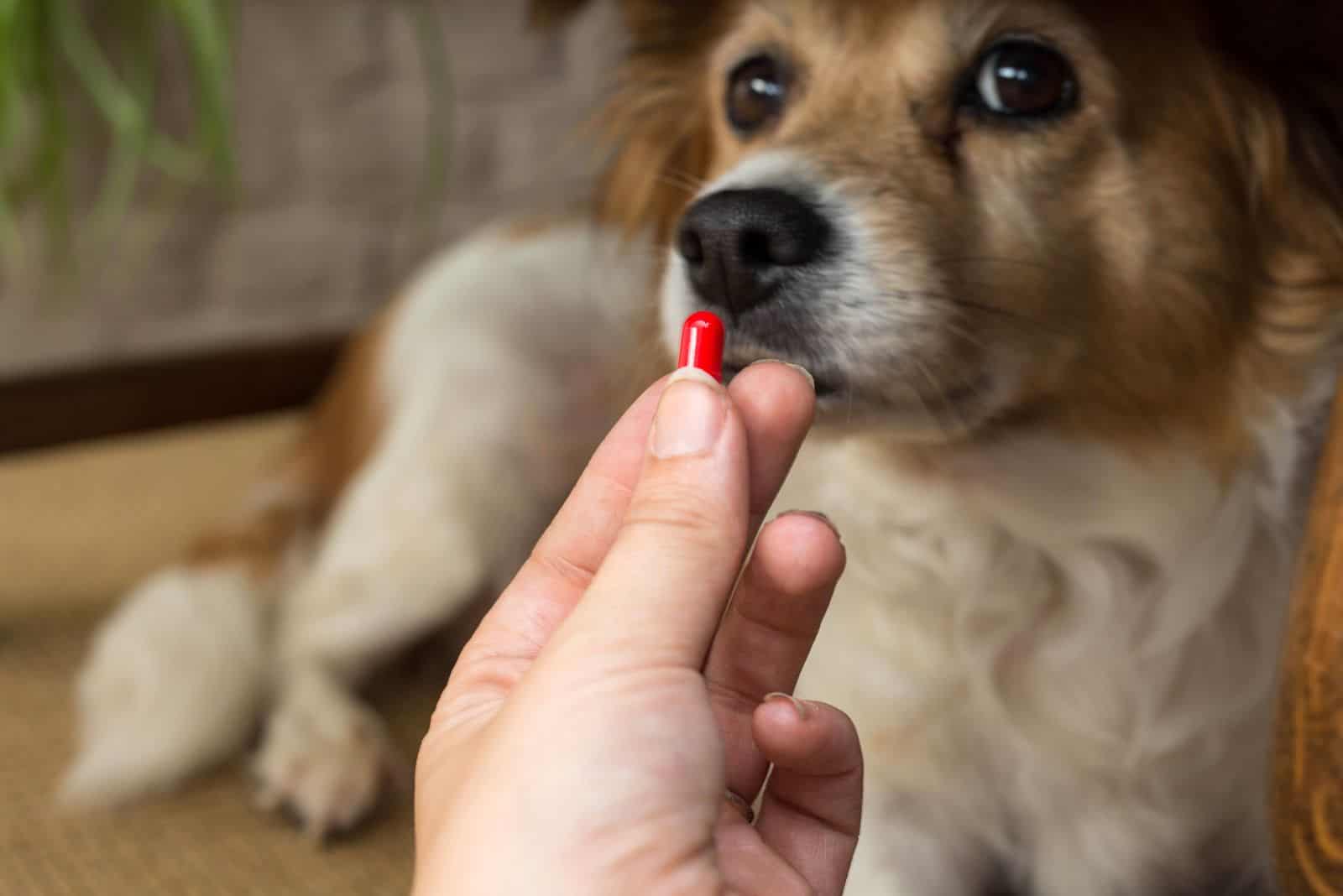 the woman gives the dog a pill