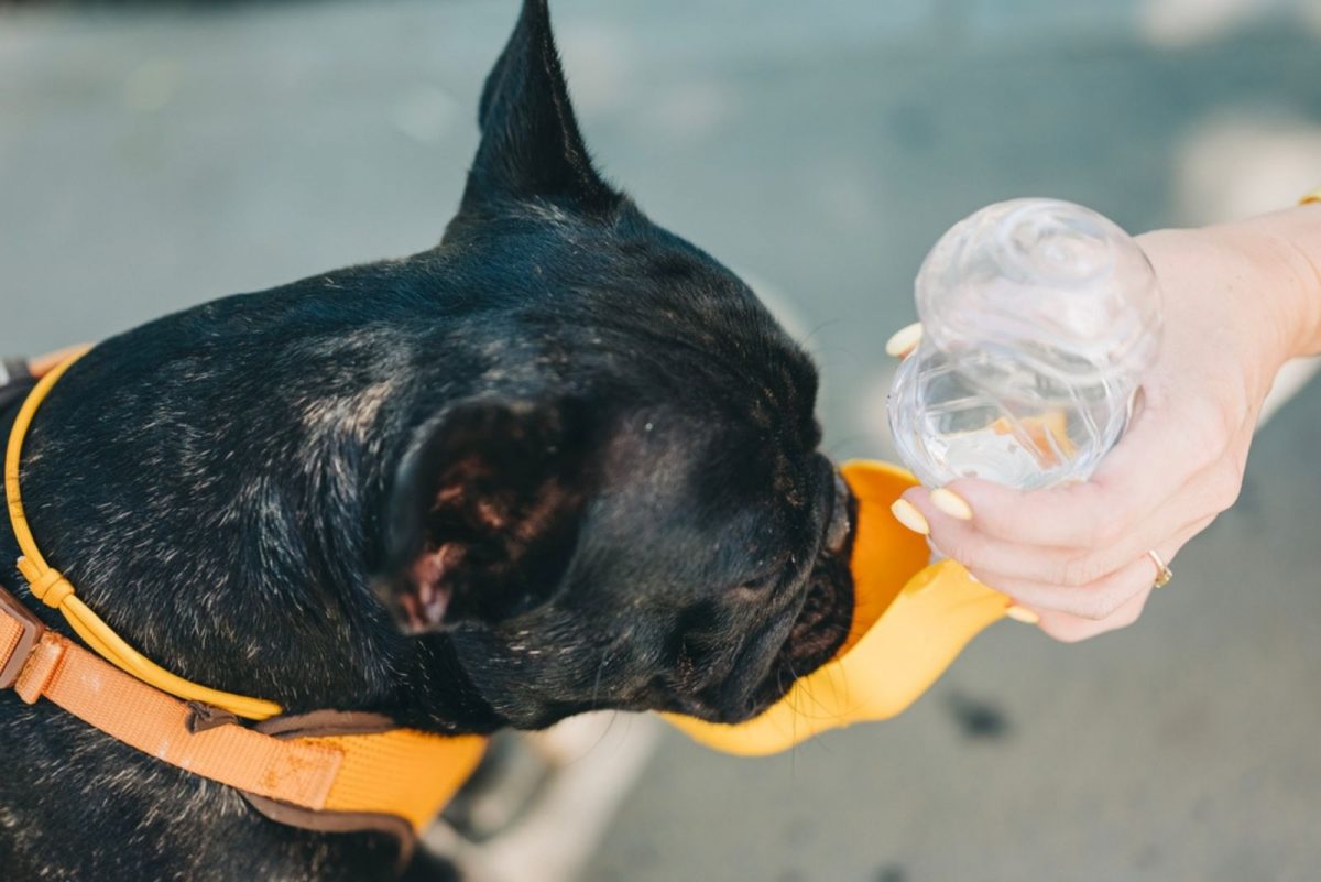 Why Does My French Bulldog Throw Up After Drinking Water? 5 Answers