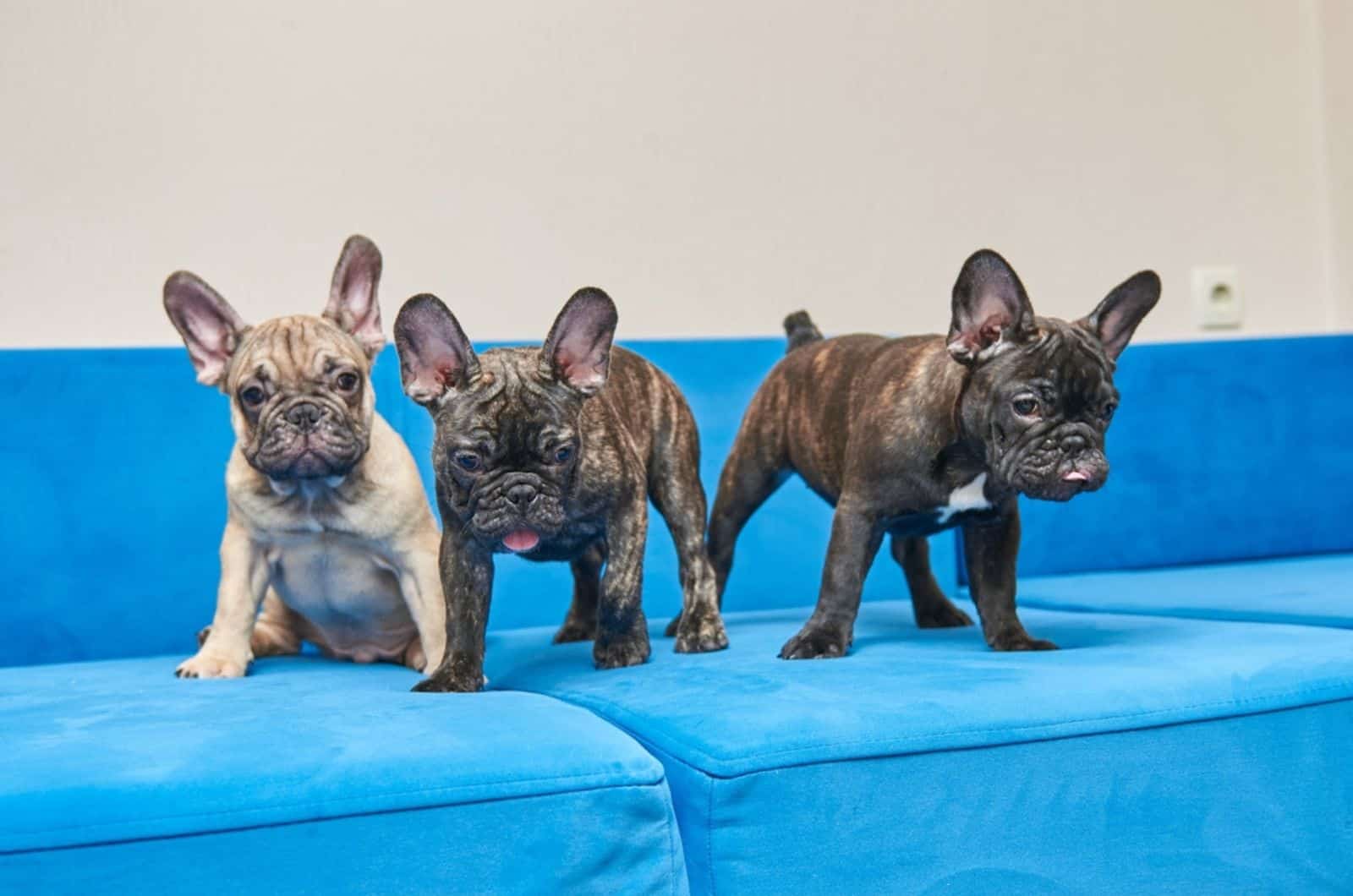 three french bulldog puppies standing on the couch