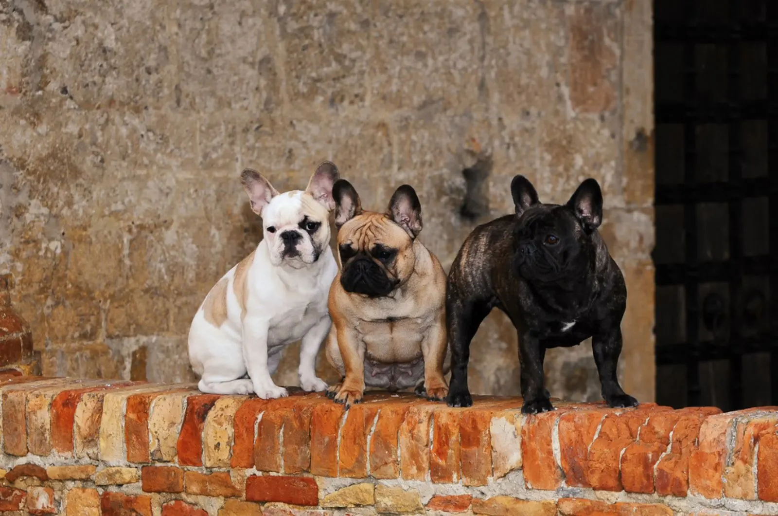 three french bulldogs outdoors