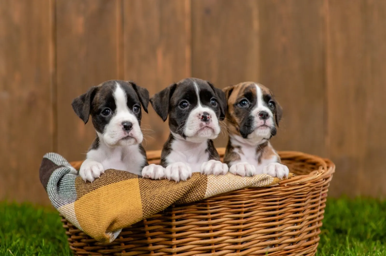 three german boxers puppies sit inside basket