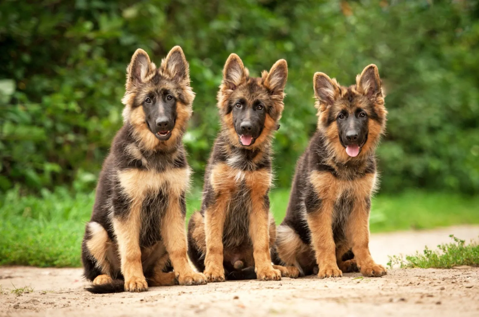 three german shepherd puppies sitting together on the ground