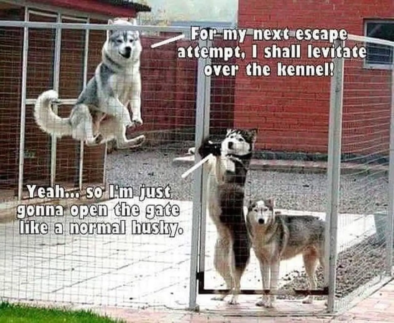 three husky dogs in a cage