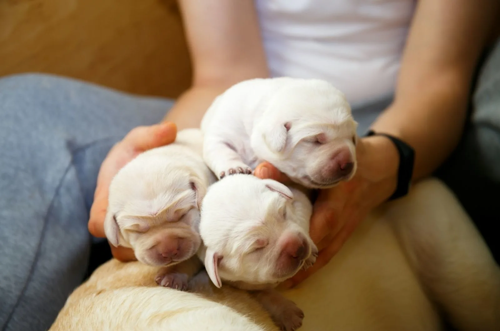 three labrador puppies in woman's hands