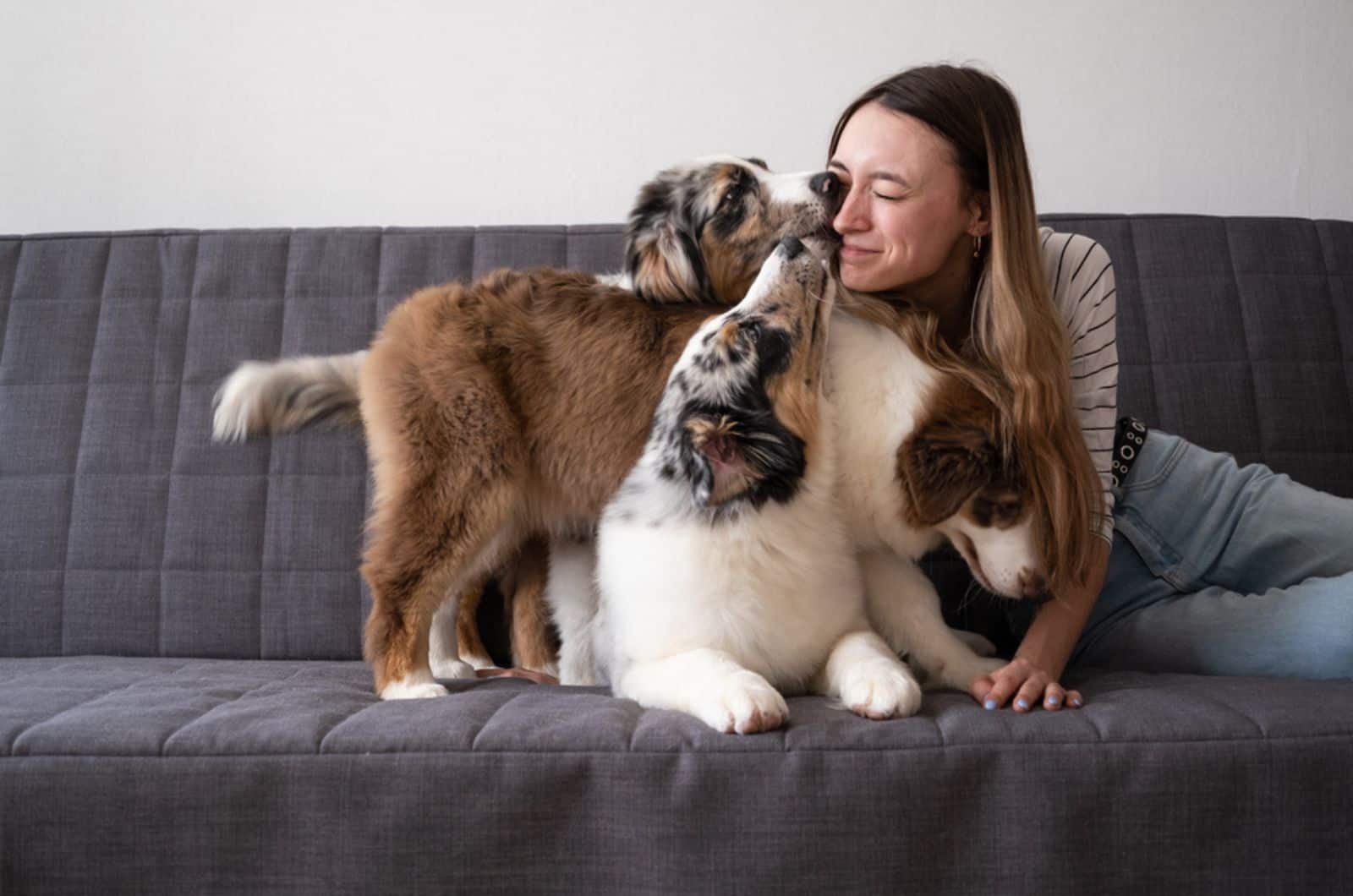 three australian shepherd puppies licking their owner