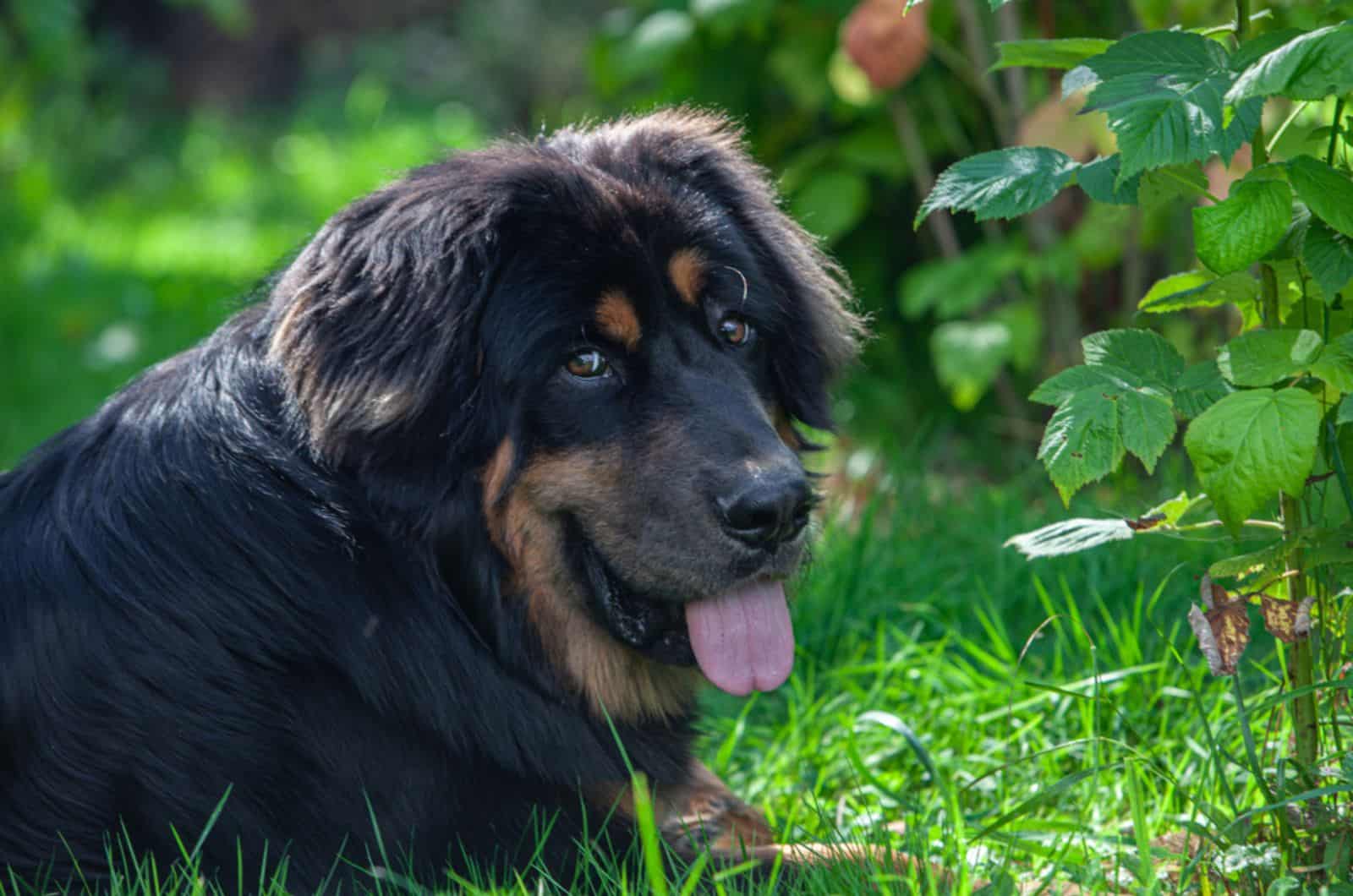 tibetan mastiff in the garden