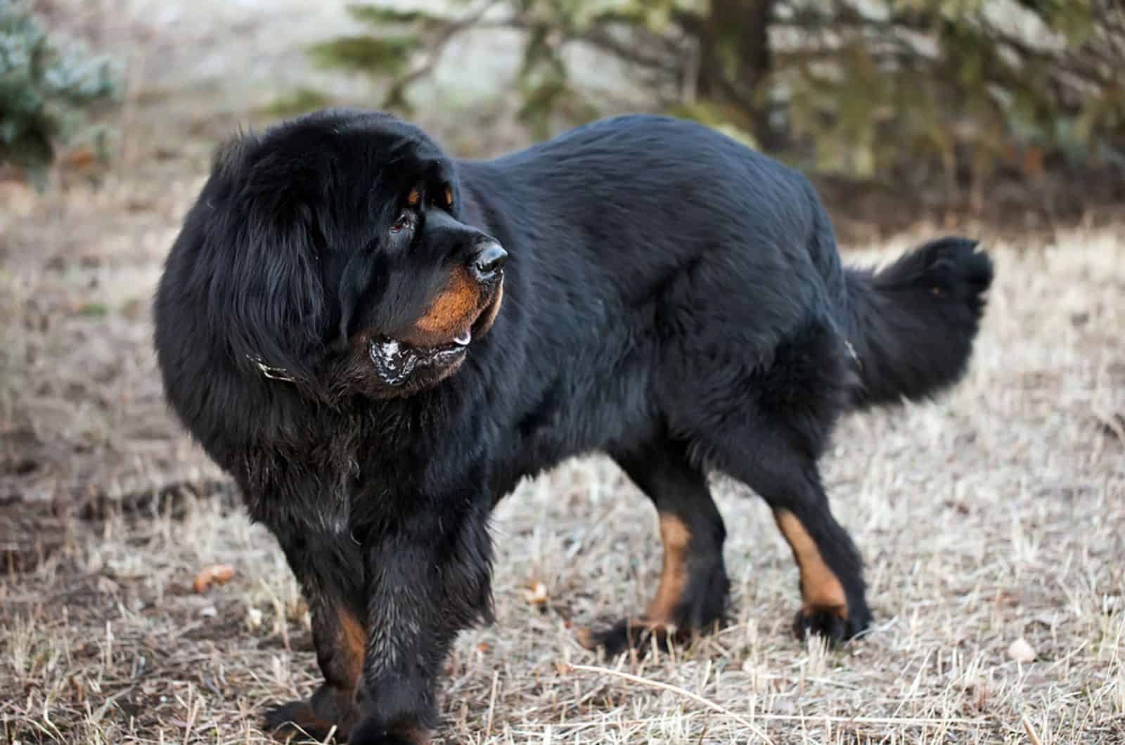 tibetan mastiff in nature