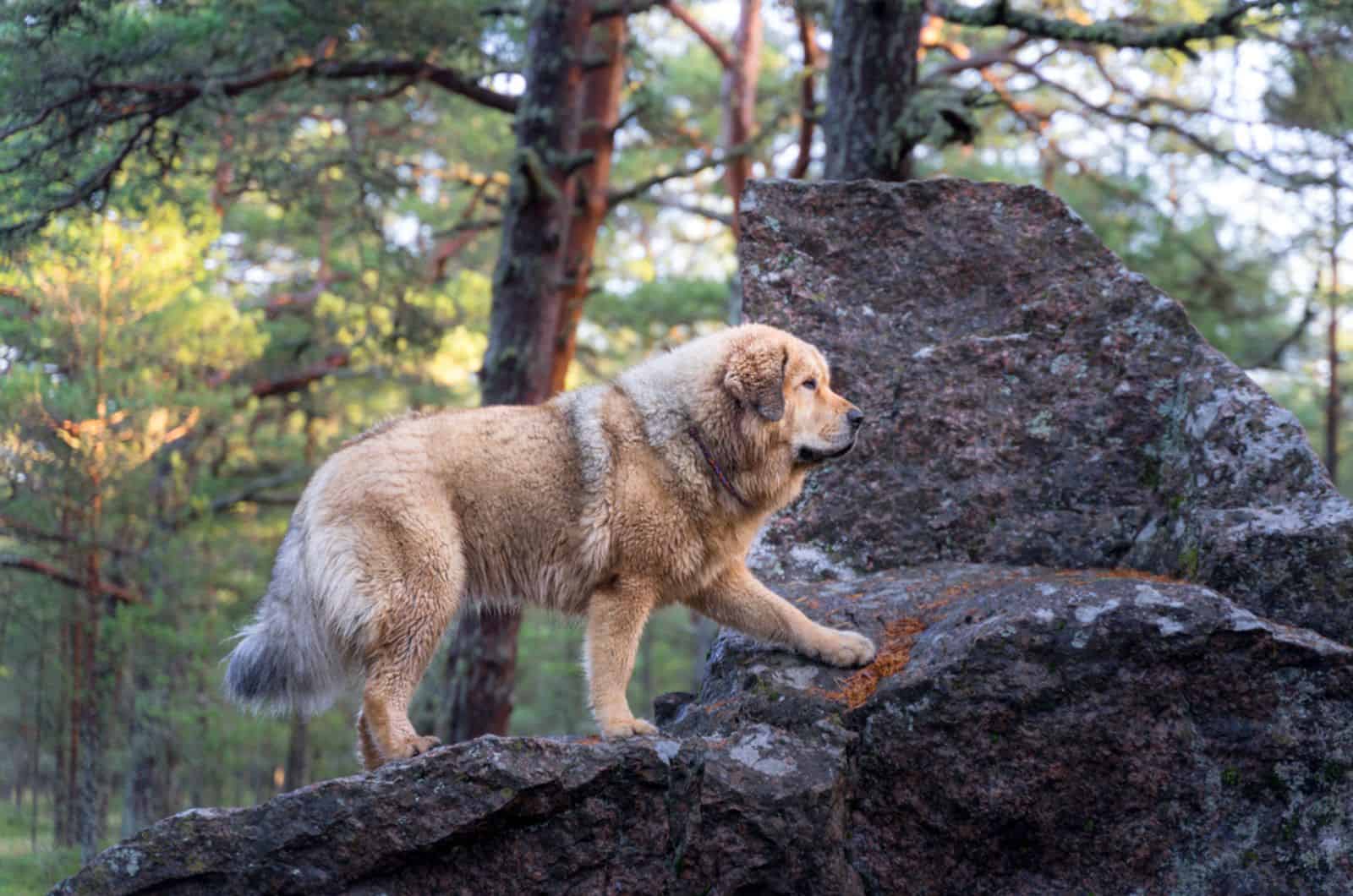 tibetan mastiff climbing on a granite rock