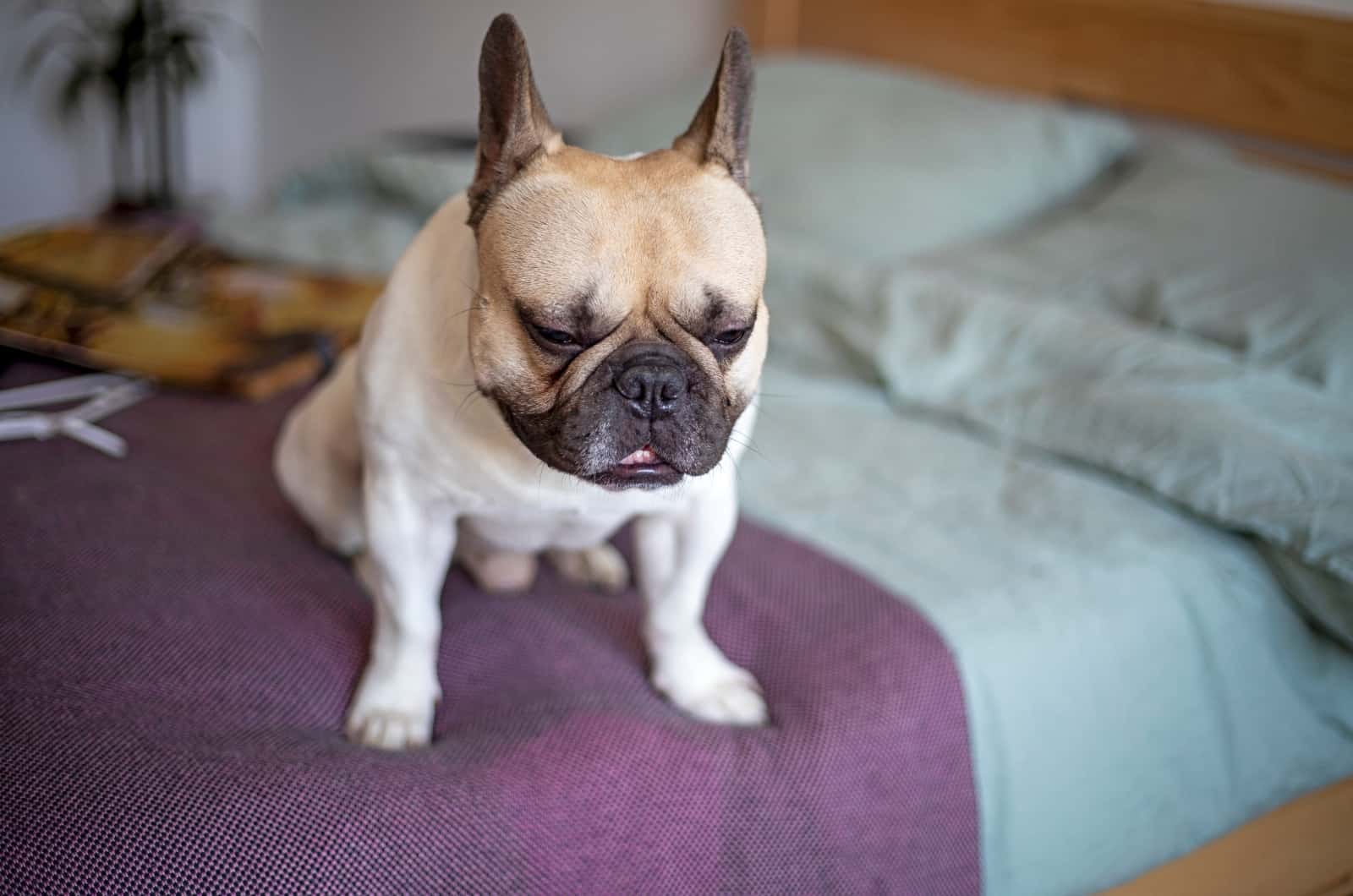 tired French Bulldog sitting on bed