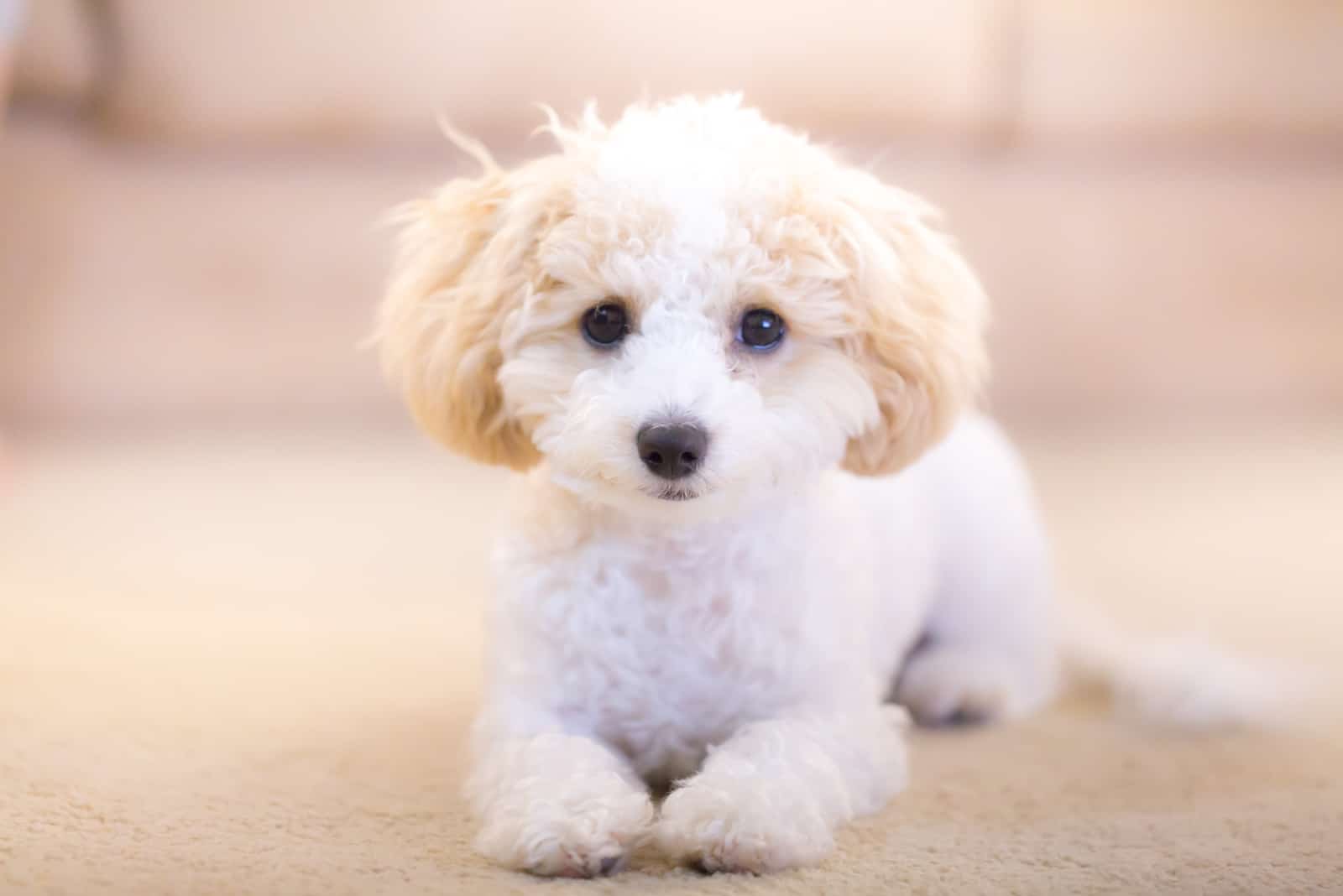 toy poodle resting