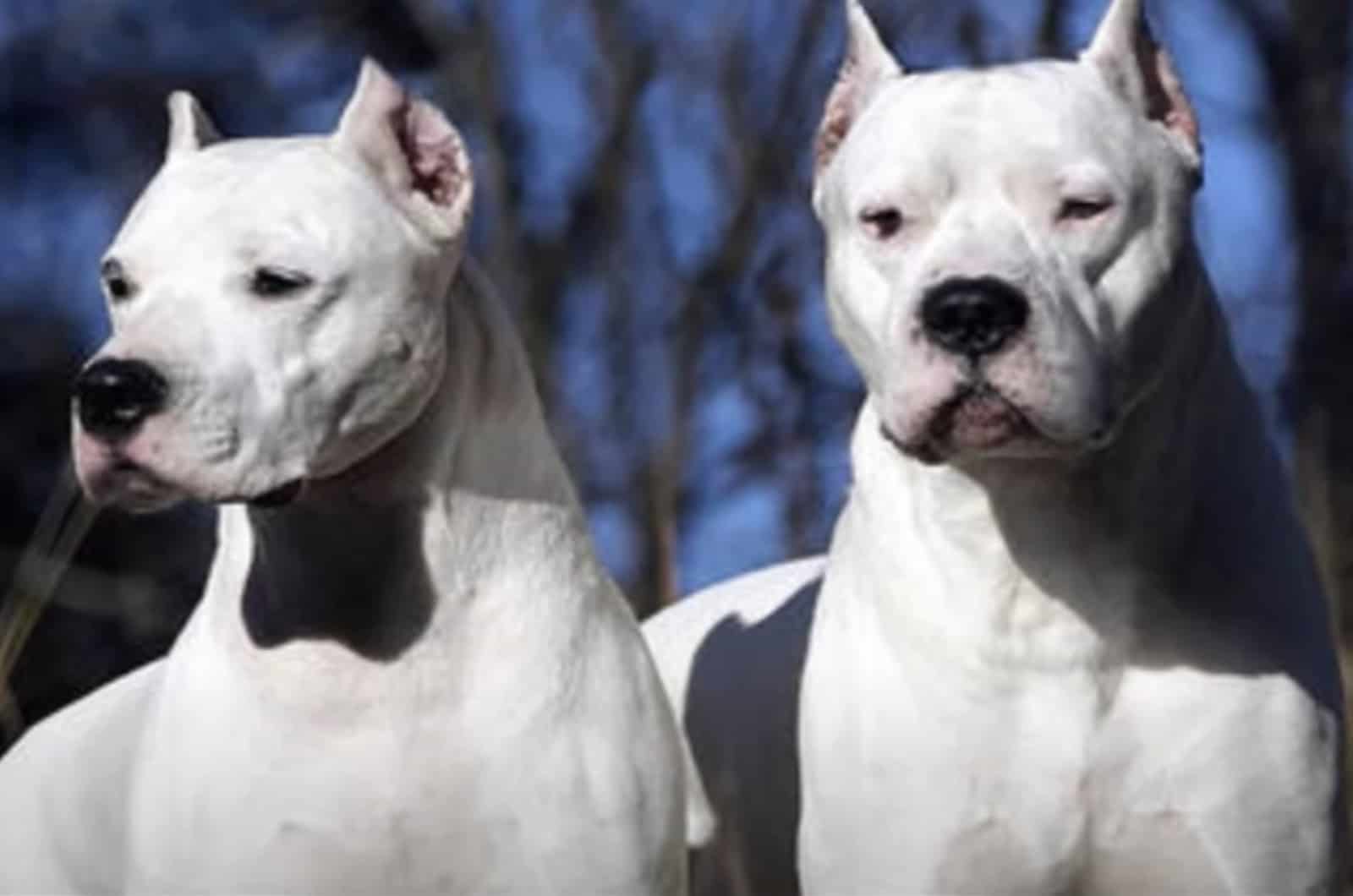 two Cordoba Fighting Dogs