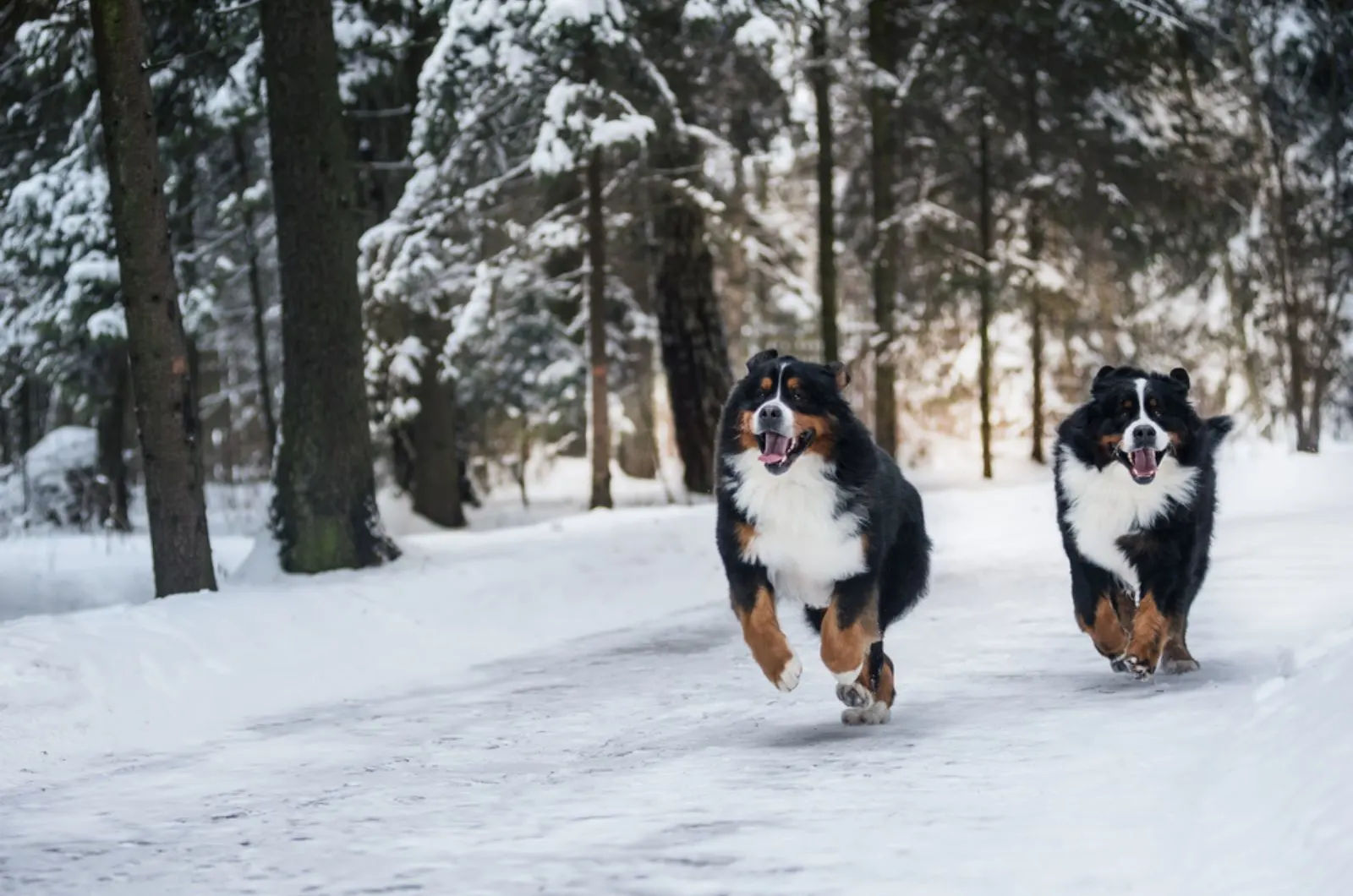two bernese mountain dogs running in the snow