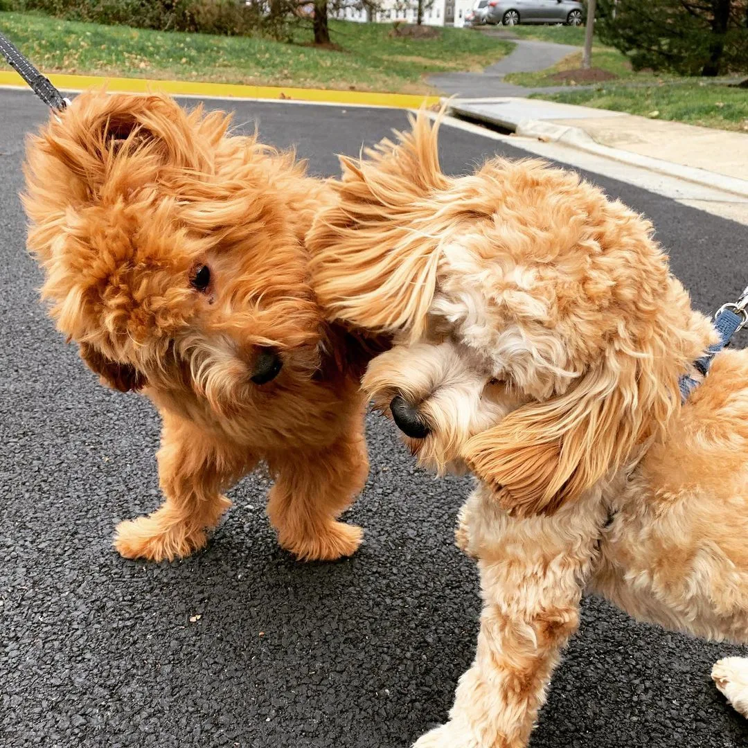 two cute playful goldendoodles