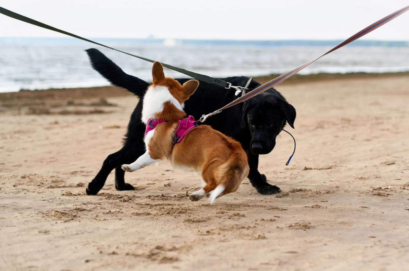 two dogs on a leash on the beach