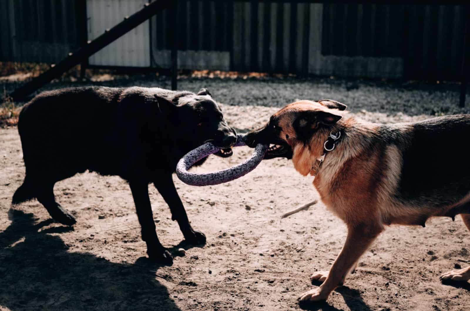 two dogs playing with a dog toy ring