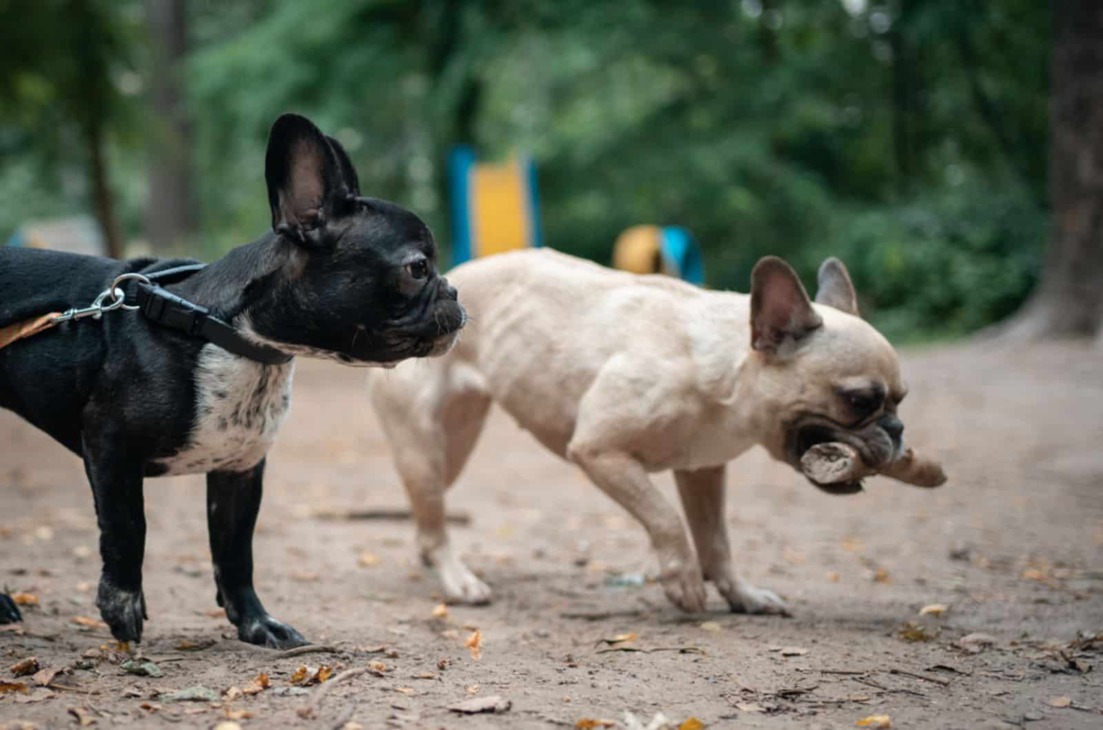 two french bulldogs in dog park