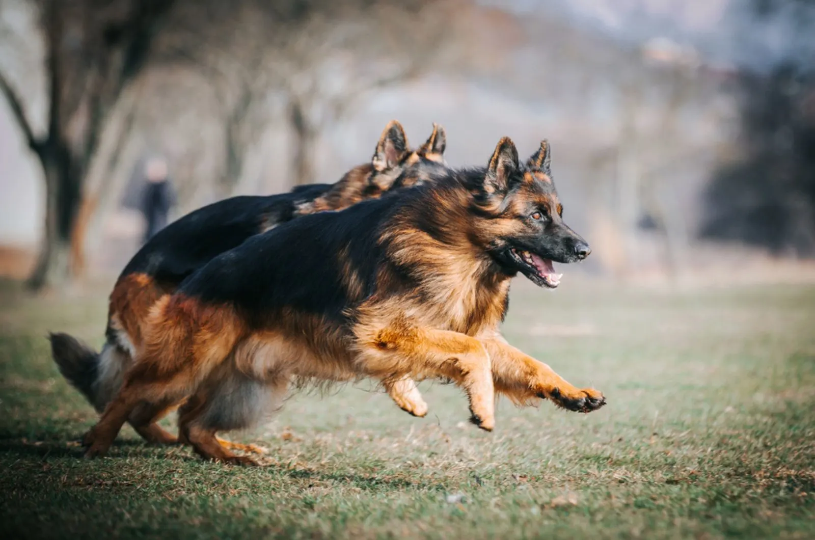 two german shepherd dogs running the park
