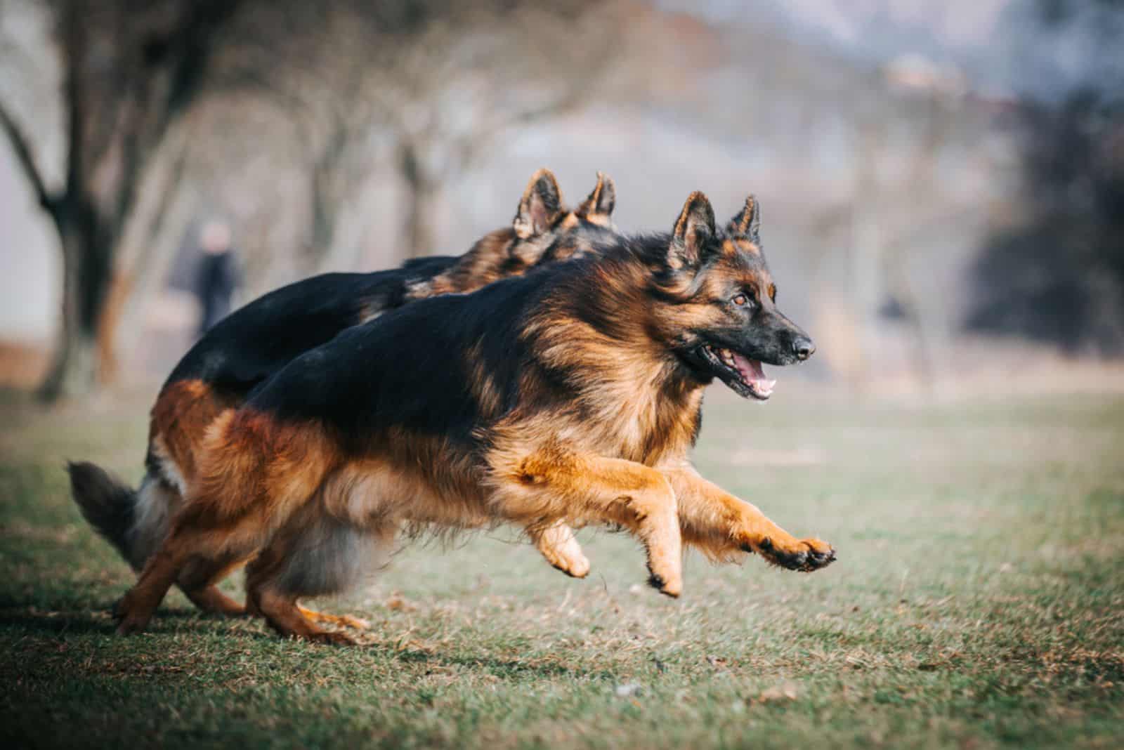 two german shepherds running together